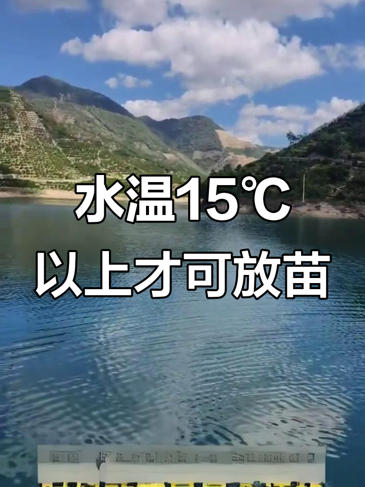 鲈鱼放苗的最佳时机,水温低于15℃不宜操作