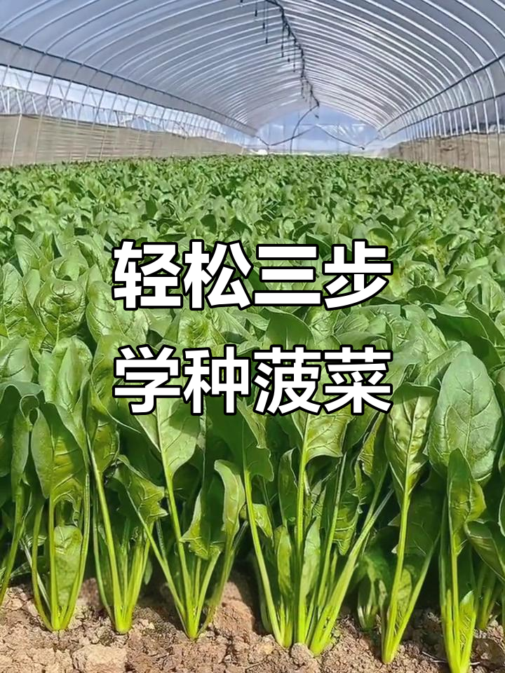 三步教你种出健康菠菜，快速发芽长势旺