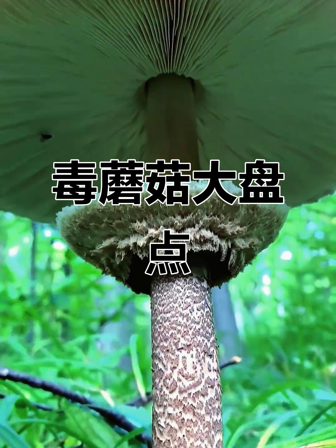 这些蘑菇有毒,千万别吃!了解不能吃的菇类