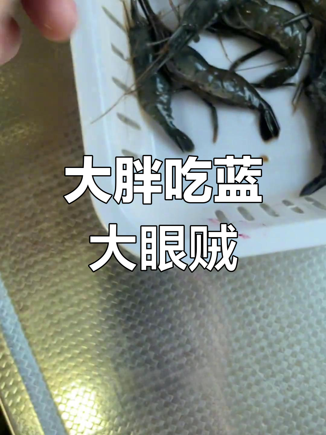 蓝色大眼贼来袭,虾头硬得连我都怕!