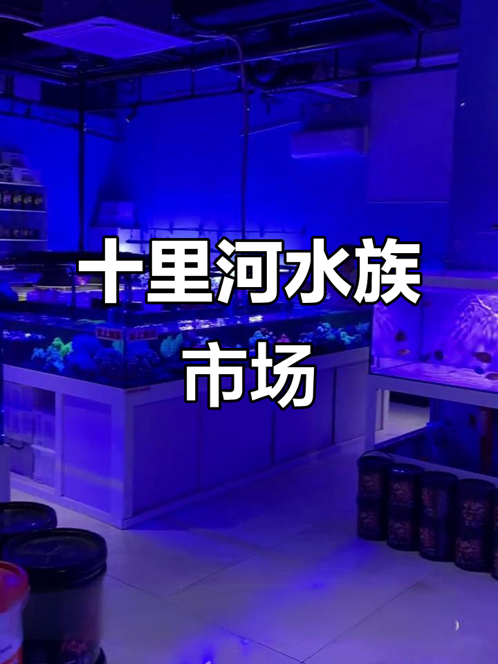 北京十里河花鸟鱼市场:水族爱好者的天堂,品种齐全不容错过