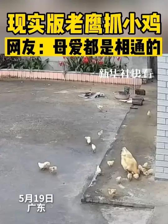 现实版老鹰抓小鸡,网友:母爱是相通的