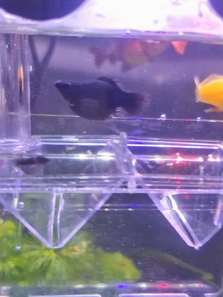 玛丽鱼生小鱼崽子了!