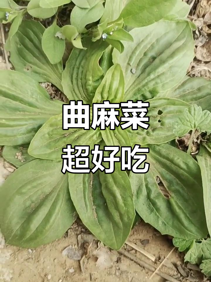东北野菜之王,嫩芽美味不容错过!