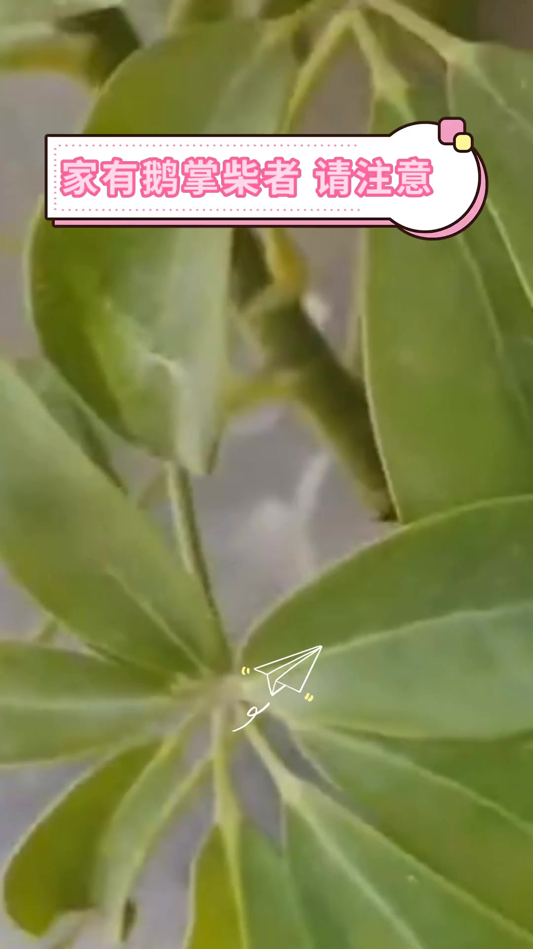 家有鹅掌柴者 请注意