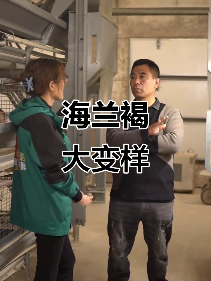 海兰褐鸡养殖新变化,精细化管理让老经验失效