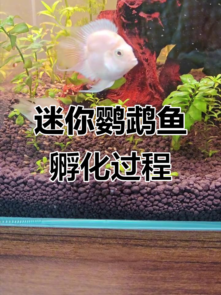 迷你鹦鹉鱼从卵到苗成长全纪录