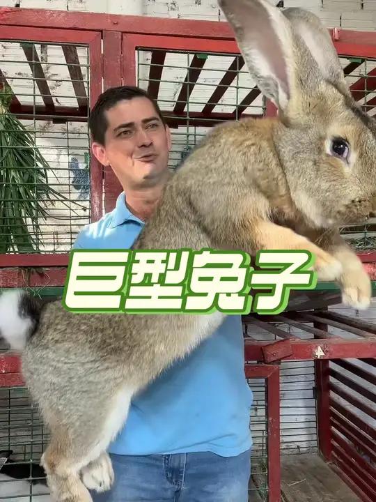 比很多狗还大的兔子见过吗?双手才抱得动,竟是这品种!