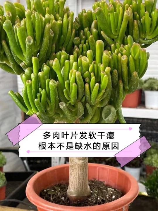 多肉叶片发软干瘪?不是缺水还有这1点原因