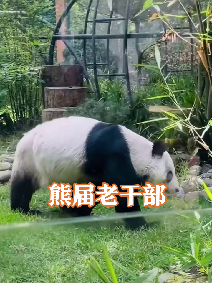 33岁熊猫奶奶遛弯式营业,游客:这步伐我给满分