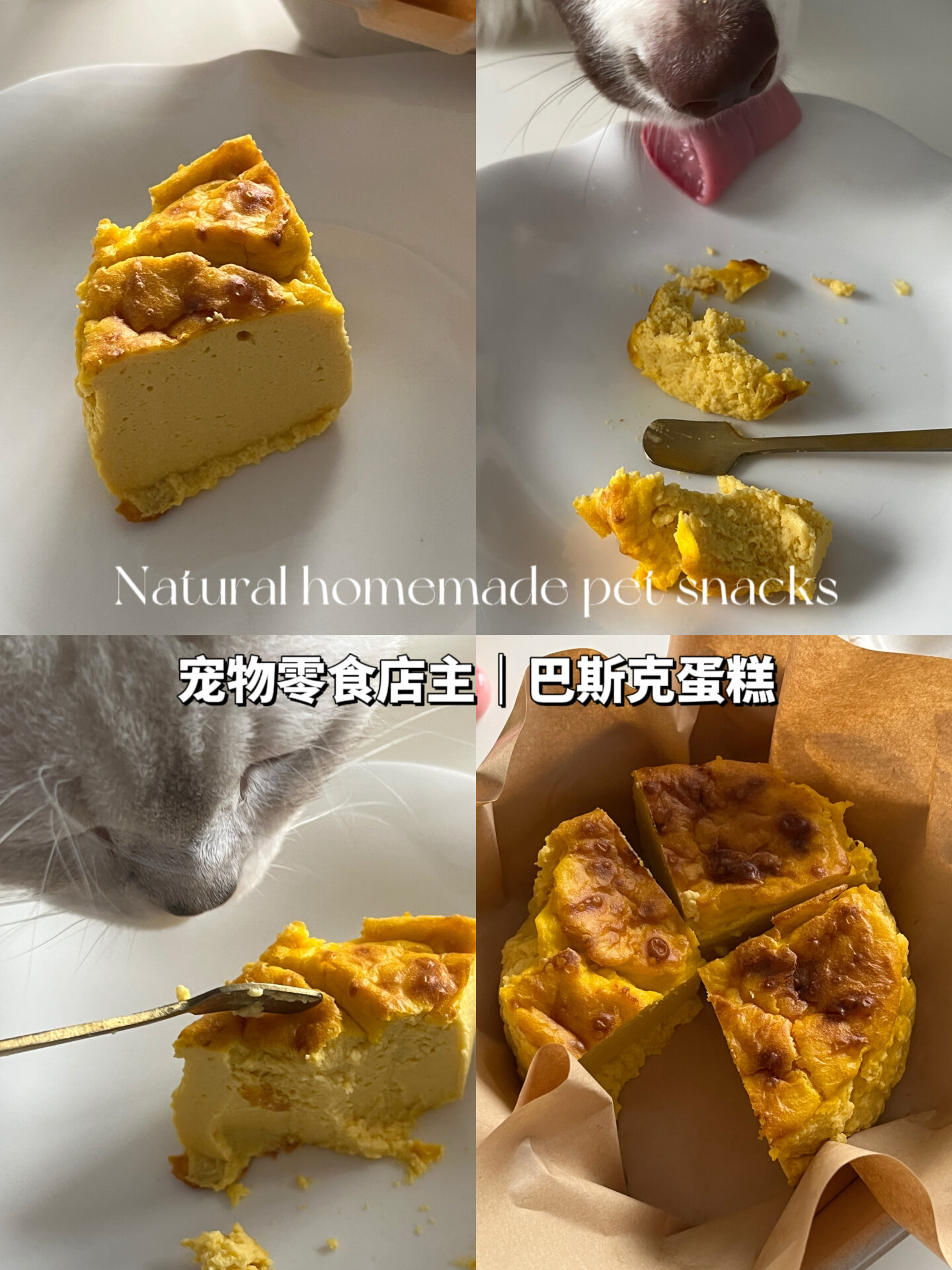 宠物烘焙|狗狗可以吃的巴斯克蛋糕