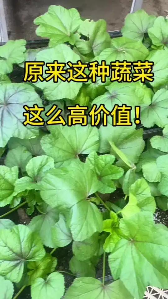 冬葵这种蔬菜居然营养价值这么高!有感兴趣的朋友们也可以回家尝试种一下哟～