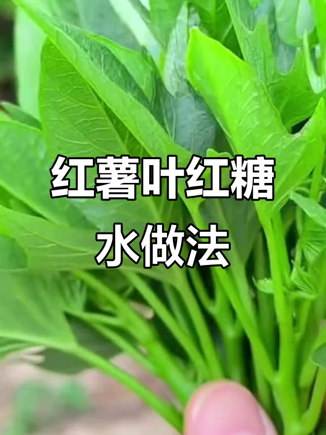 89岁老奶奶的土方法:红薯叶加红枣红糖,竟能这样吃!