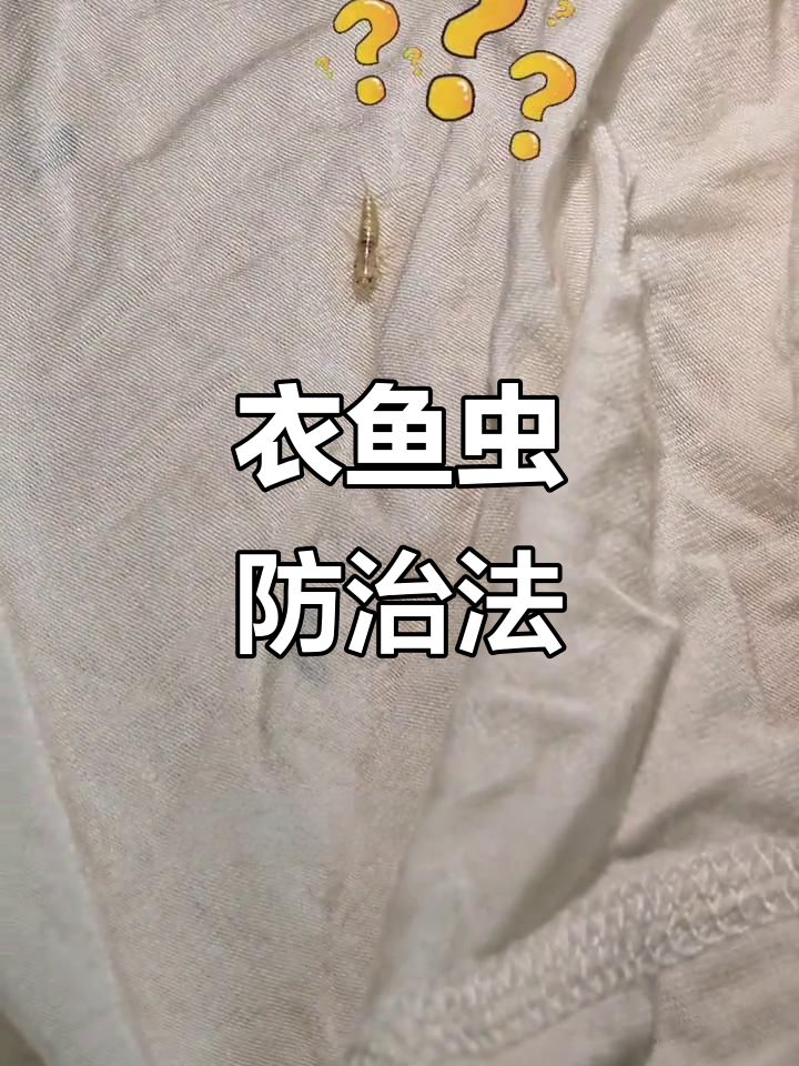 衣鱼虫靠卵生存,藏匿家中死角,通风干燥可有效预防