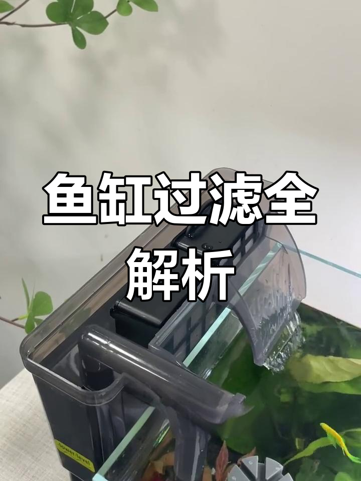 鱼缸过滤原理揭秘:物理与生化双重保护,水质更清澈