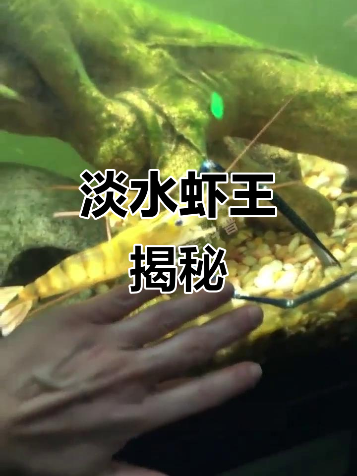 罗氏沼虾,淡水中的巨无霸,大钳子成求偶利器