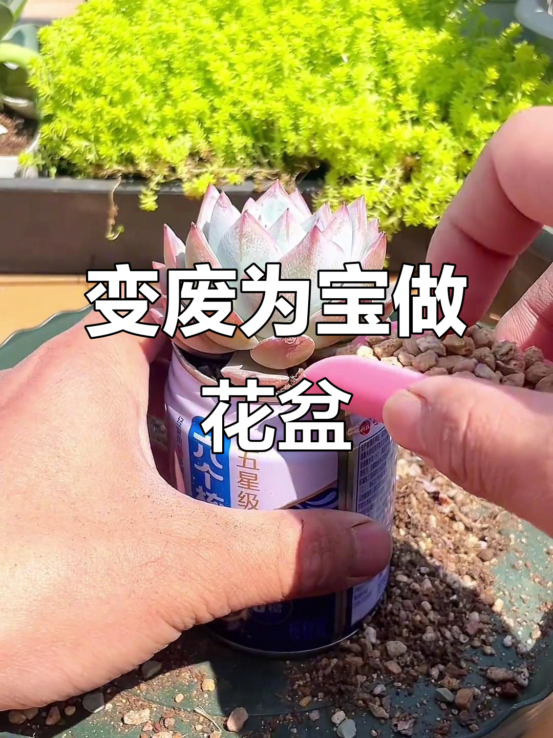 废易拉罐变多肉花盆,简单几步搞定!