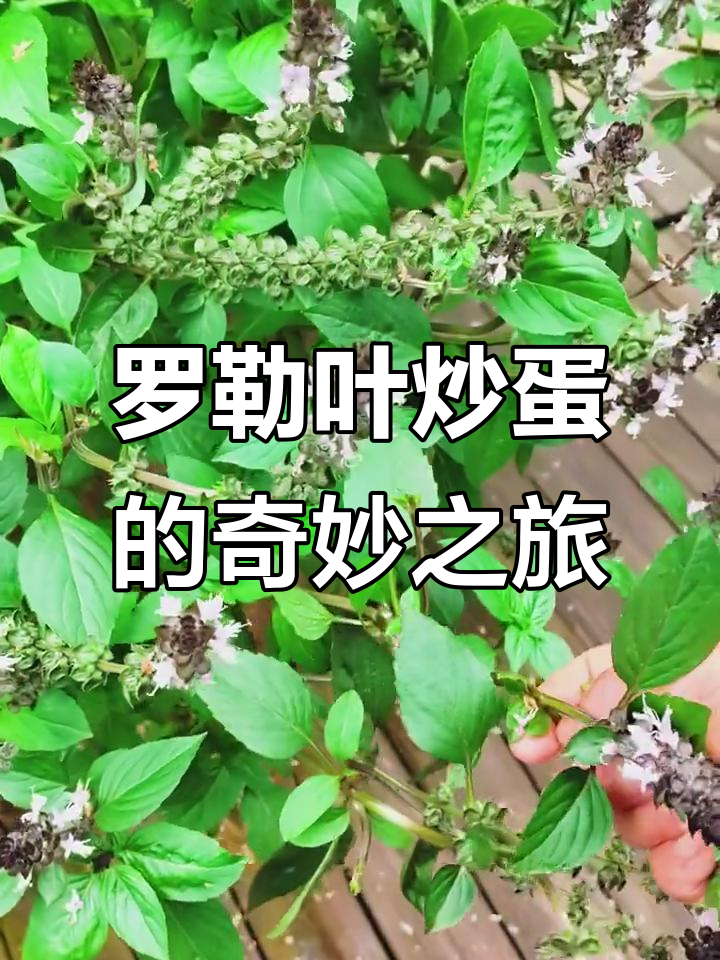 在朋友家吃到罗勒炒蛋,从此爱上了这种香草蔬菜