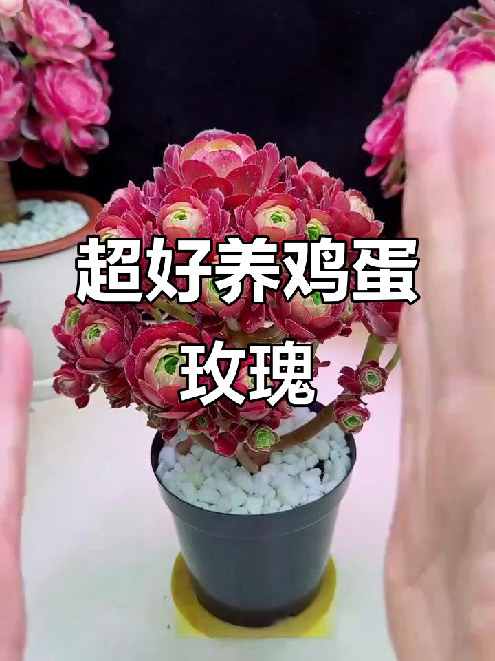 夏季最耐养的暴晒玫瑰多肉，轻松度过高温考验