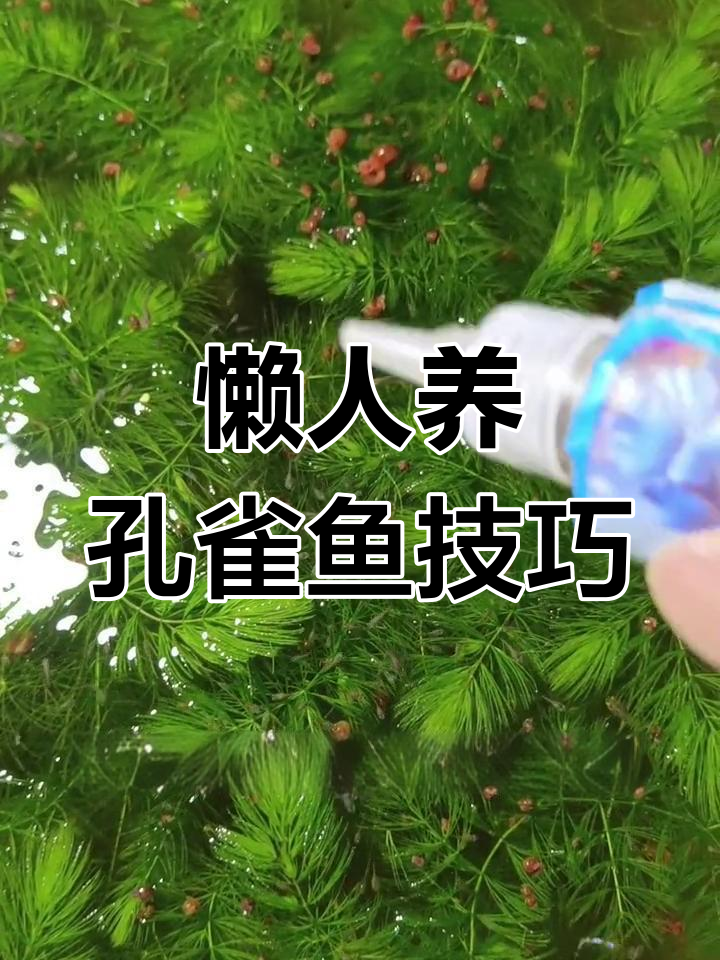 孔雀鱼生态养殖法:苹果螺、水草与小破碎饲料完美配合