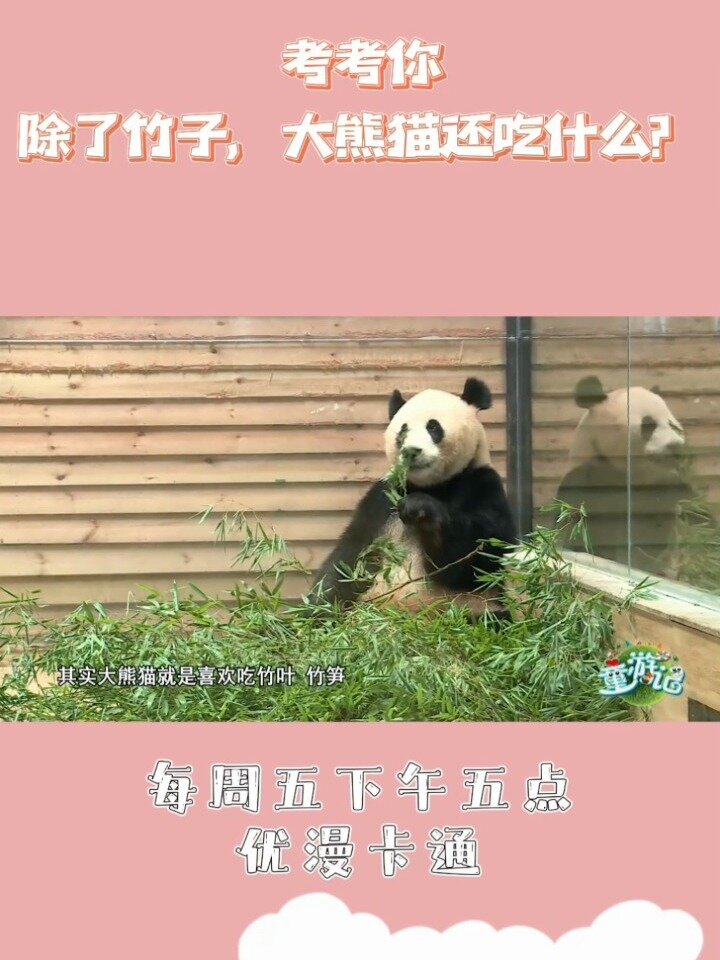 大熊猫吃竹子还吃什么?