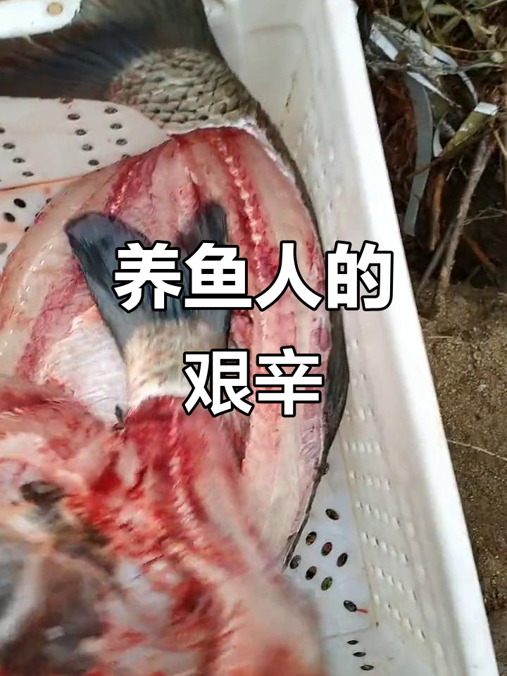 鲨鱼养殖的辛苦与挑战,一条百斤大鱼的肠子竟只有十斤