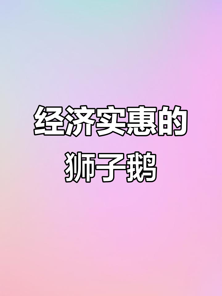自家养殖狮子鹅,经济实惠又美味
