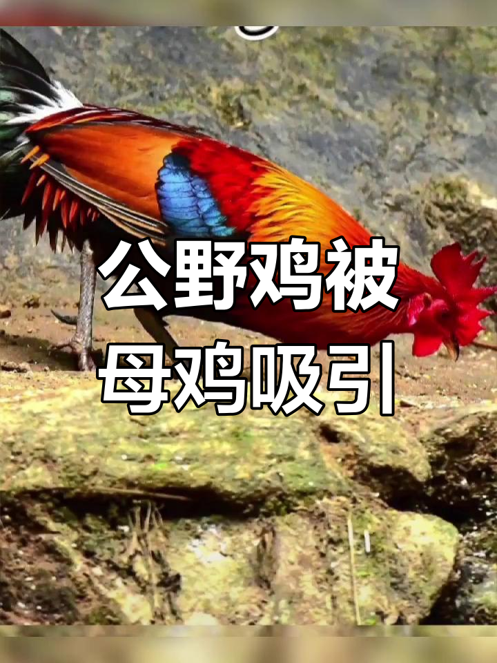 母鸡叫声吸引公野鸡,声音魅力十足