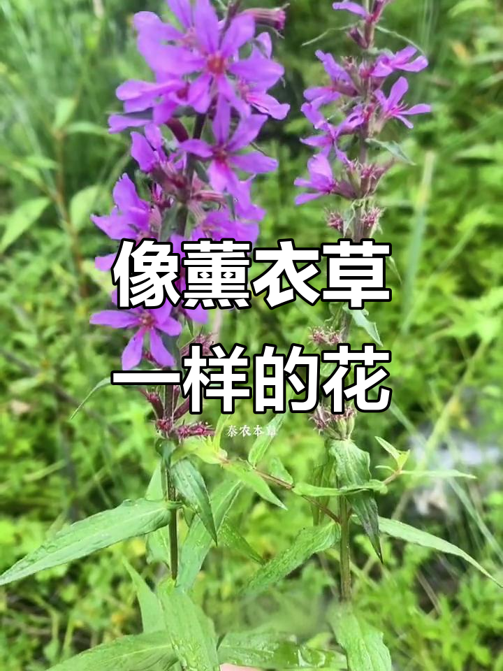 千屈菜:孤独如薰衣草,草原美娇娘的秘密