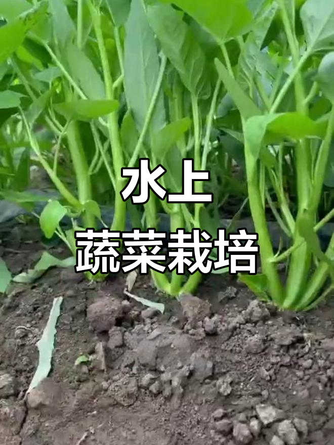 三叉菜空心苗,四季种植,水上蔬菜轻松栽培