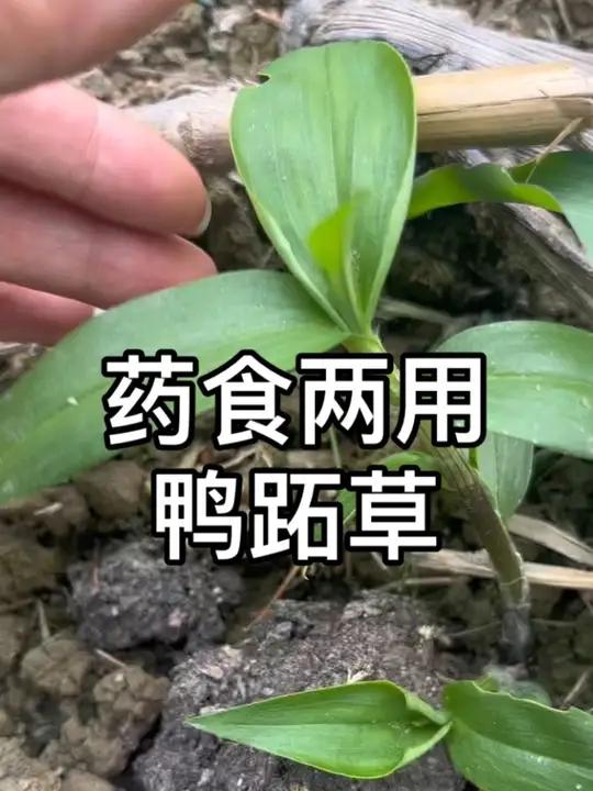 农村常见本草——鸭跖草 能吃能喝还能看 #你们家乡有这种植物吗 #你的家乡有这种植物吗 #