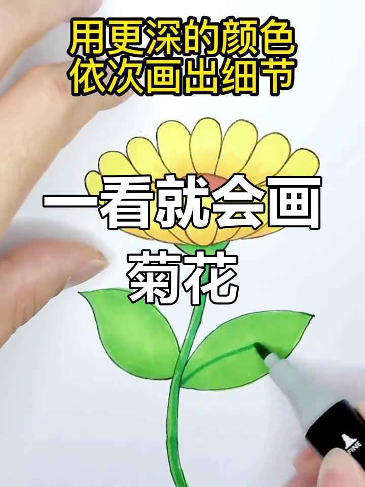 轻松画出可爱菊花,步骤简单又有趣