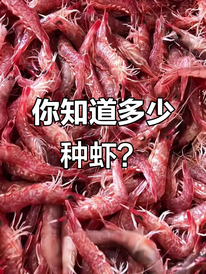 各种虾类大揭秘，看看你认识几种？