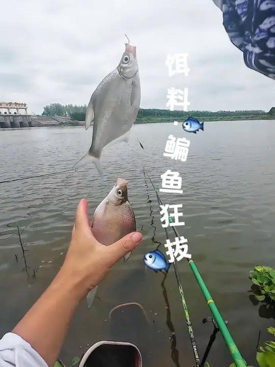 降温了,饵料钓鳊鱼开始双飞,连杆了。秋天的鳊鱼季