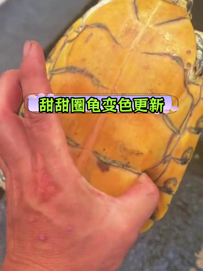 大河甜甜圈龟一个月后开始变红,继续观察变化