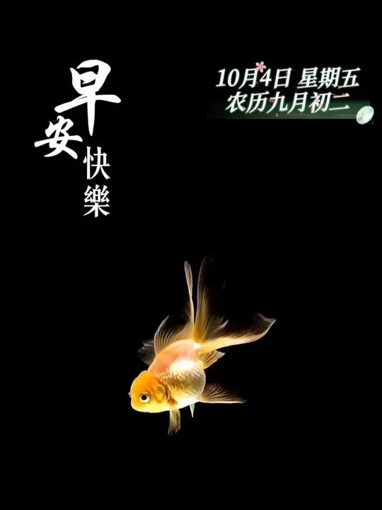 今天是农历九月初二,金鱼摆尾,金玉满堂。祝您和家人顺风顺水,年年有余,早安!每日祝福