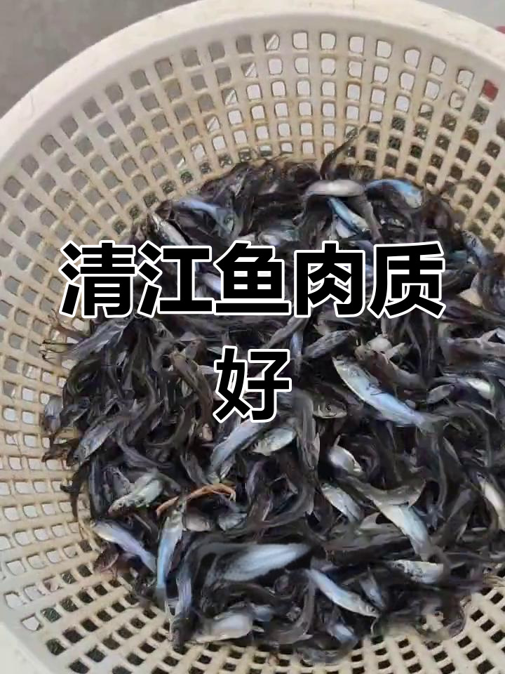叉尾鮰与清江鱼的区别