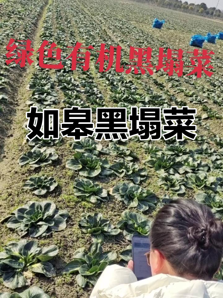 如皋黑塌菜:素菜中的珍品,色泽诱人
