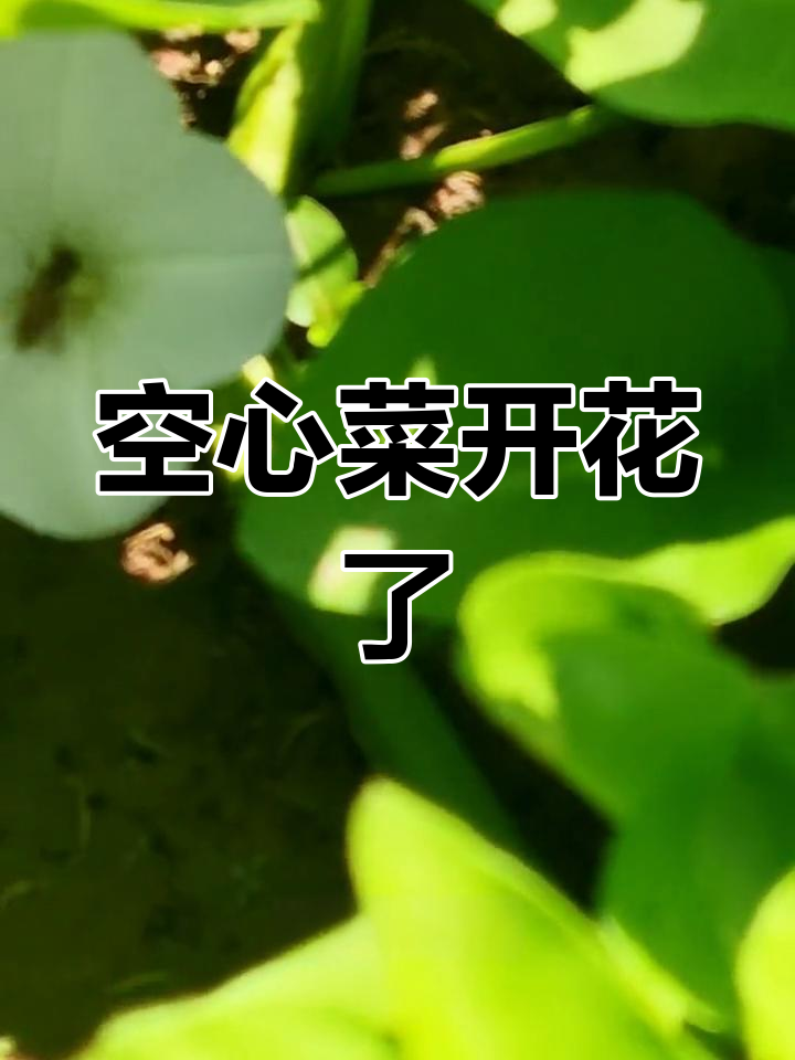 空心菜竟然开花,花朵惊艳又美丽!