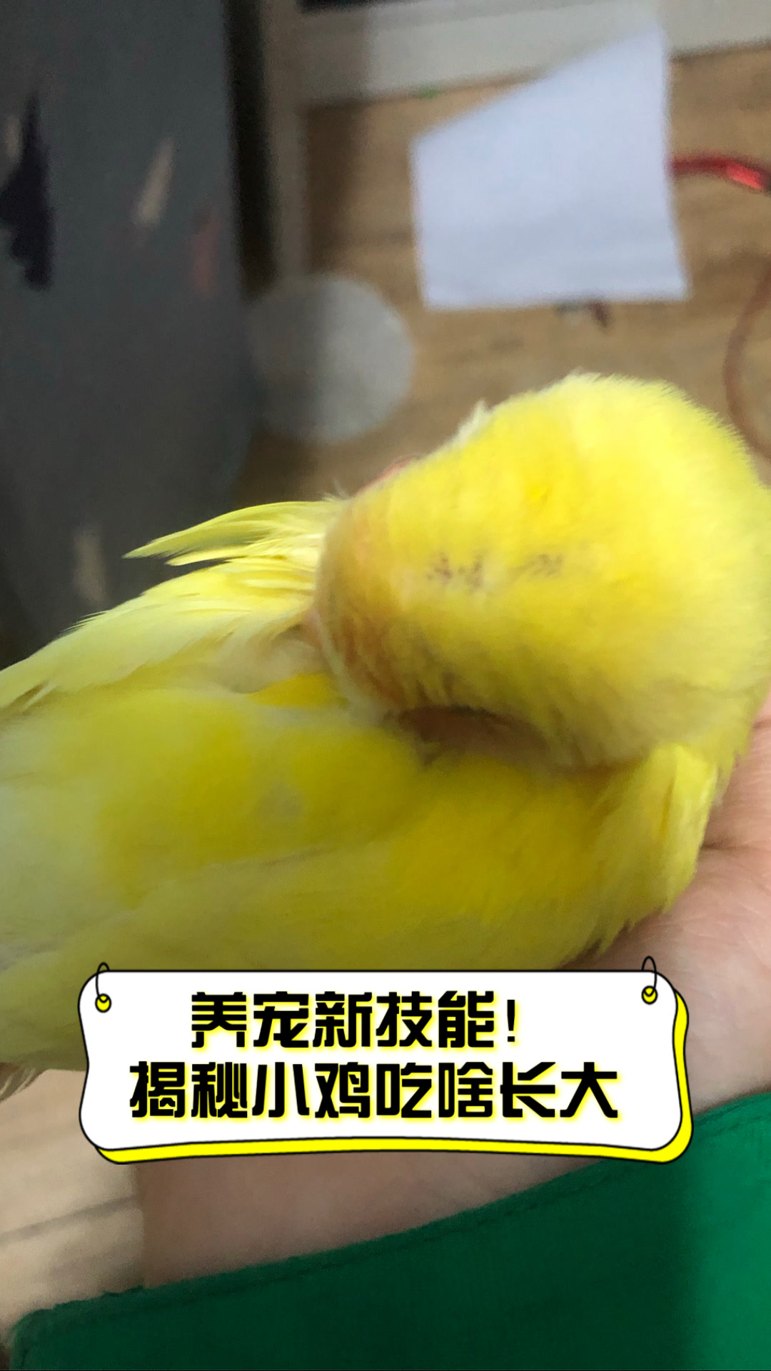 养宠新技能!揭秘小鸡吃啥长大