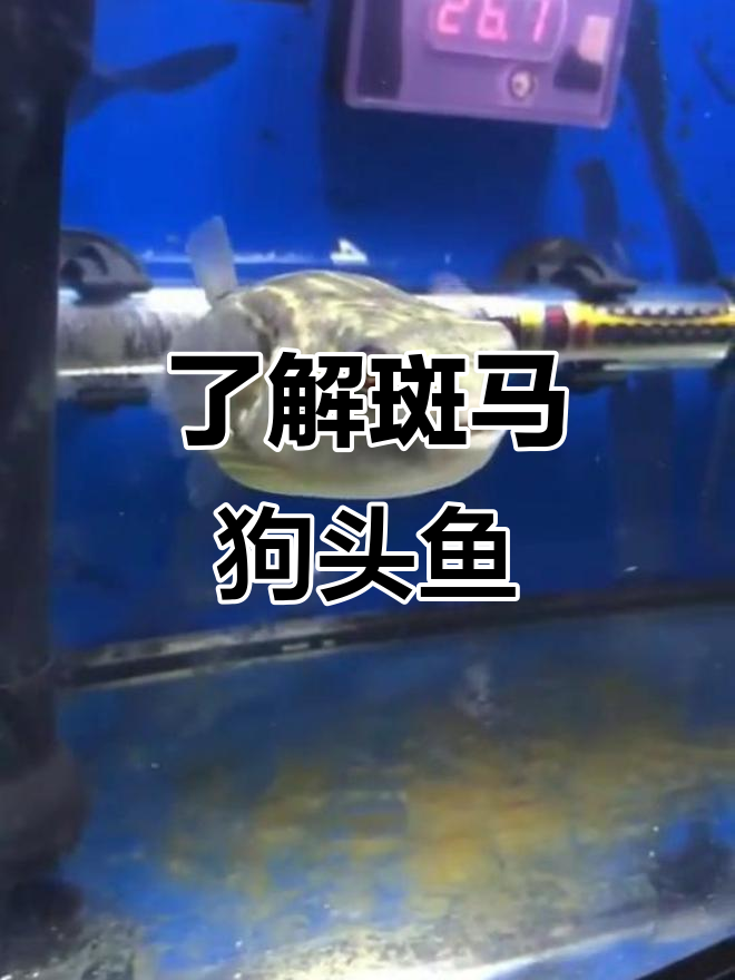 斑马狗头鱼:大型河豚的独特魅力与攻击性