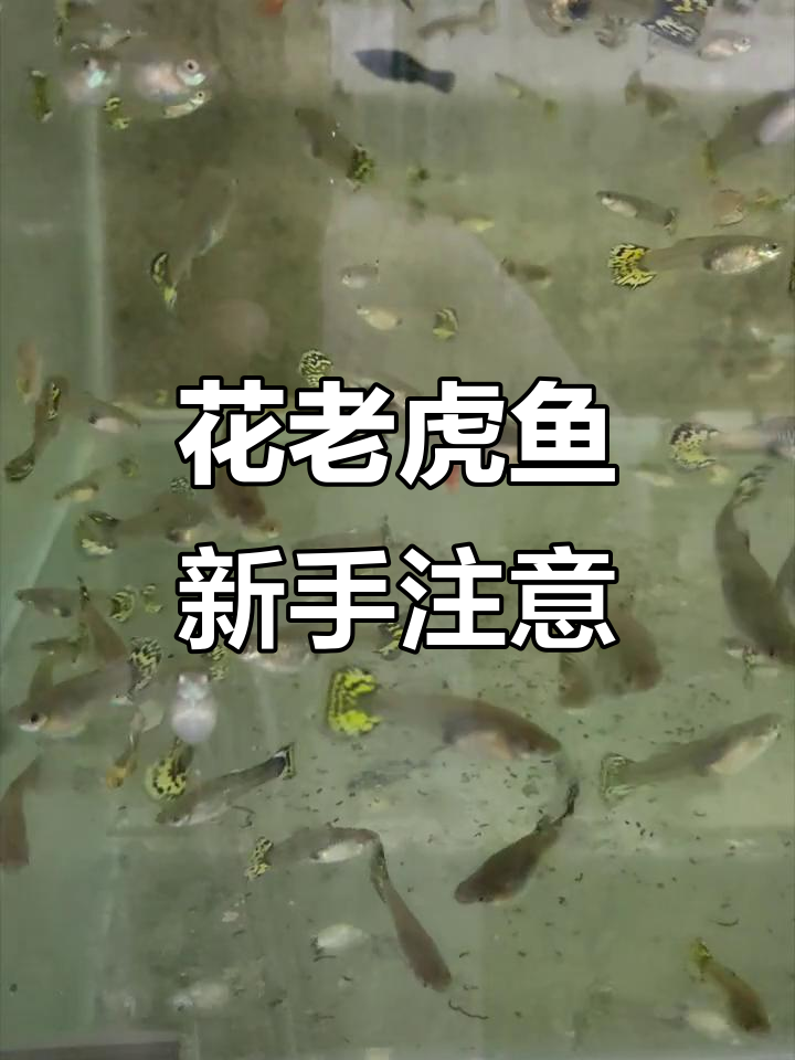 花老虎鱼新手必看!9.9元五条?小心踩坑,别被骗了