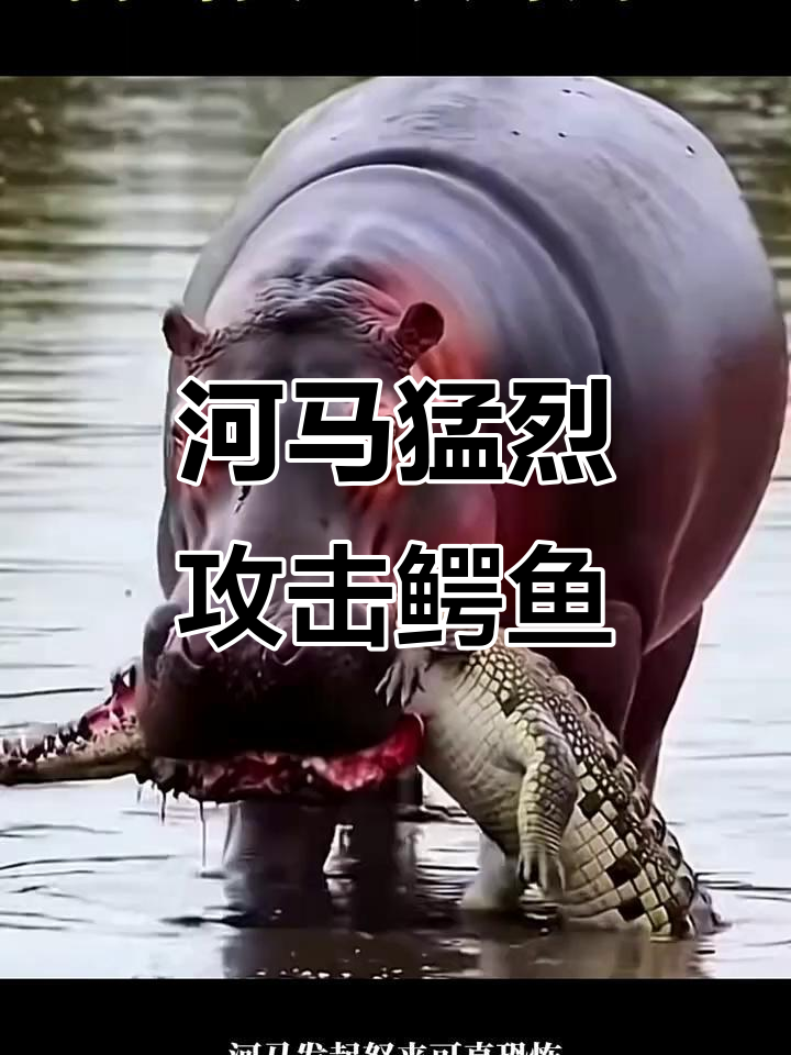 河马怒咬鳄鱼,水中霸主毫无反抗之力