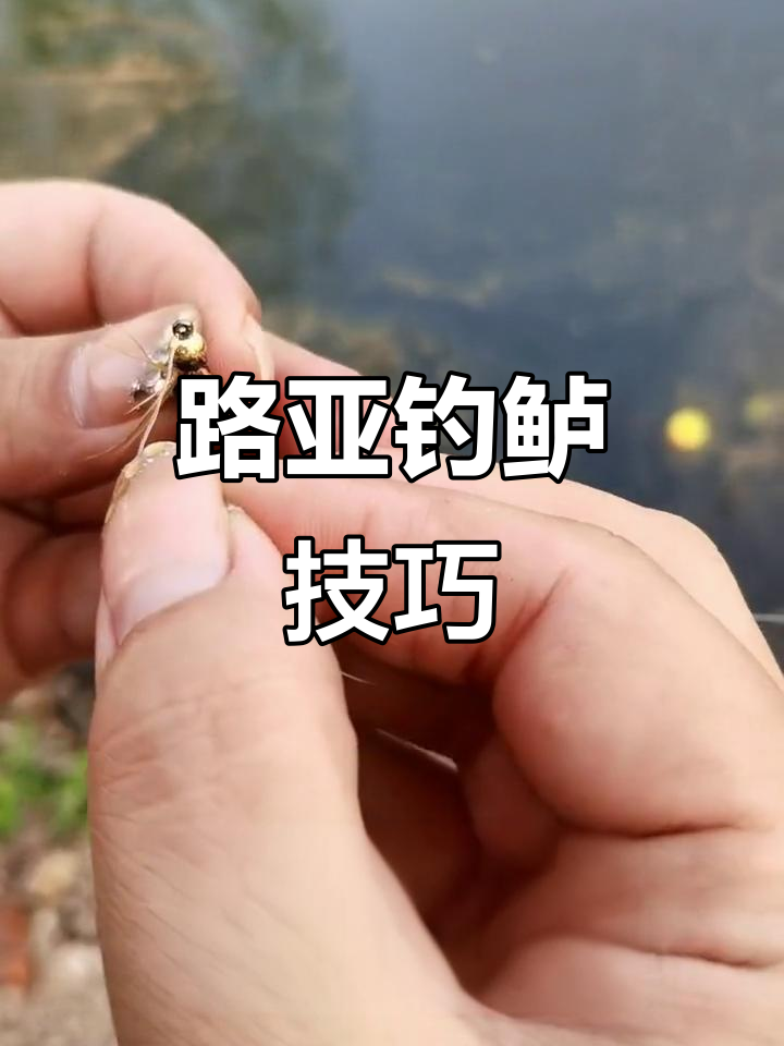 轻松掌握路亚技巧,鲈鱼轻松上钩!