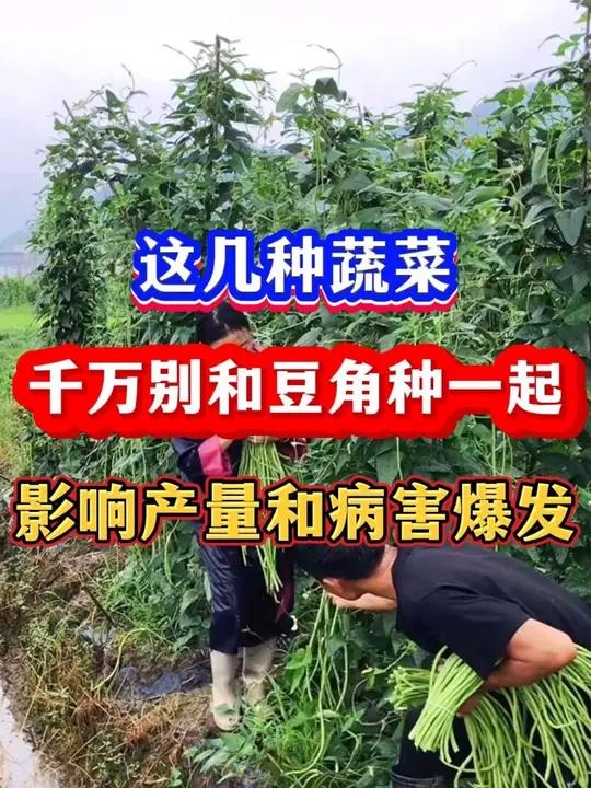 这几种蔬菜千万别和豆角种一起影响产量和品质