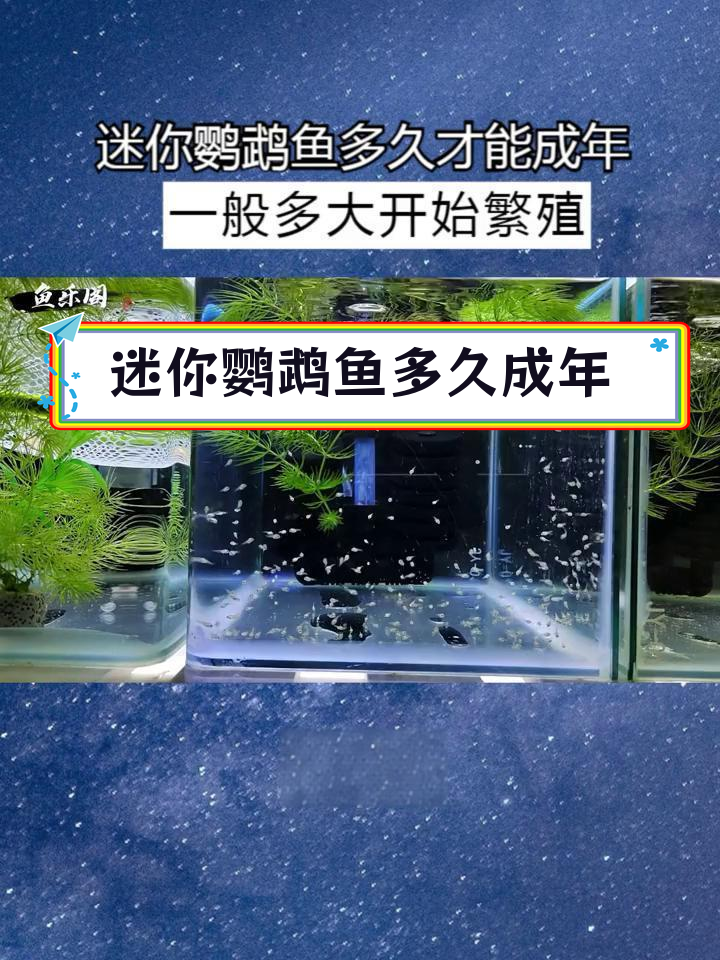 迷你鹦鹉鱼成长与繁殖时间解析