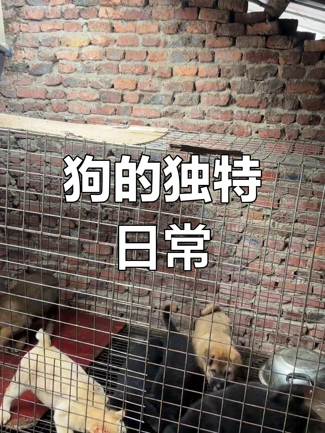 芦溪女子喂狗,大小犬共享生鸡肠,超有趣!