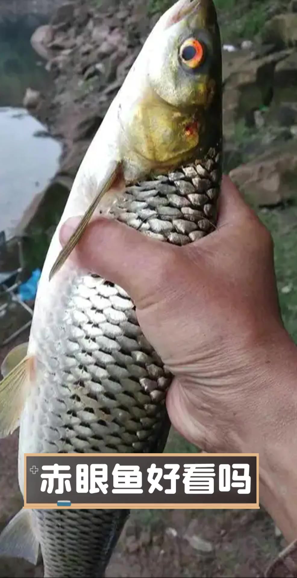 赤眼鱼好看吗