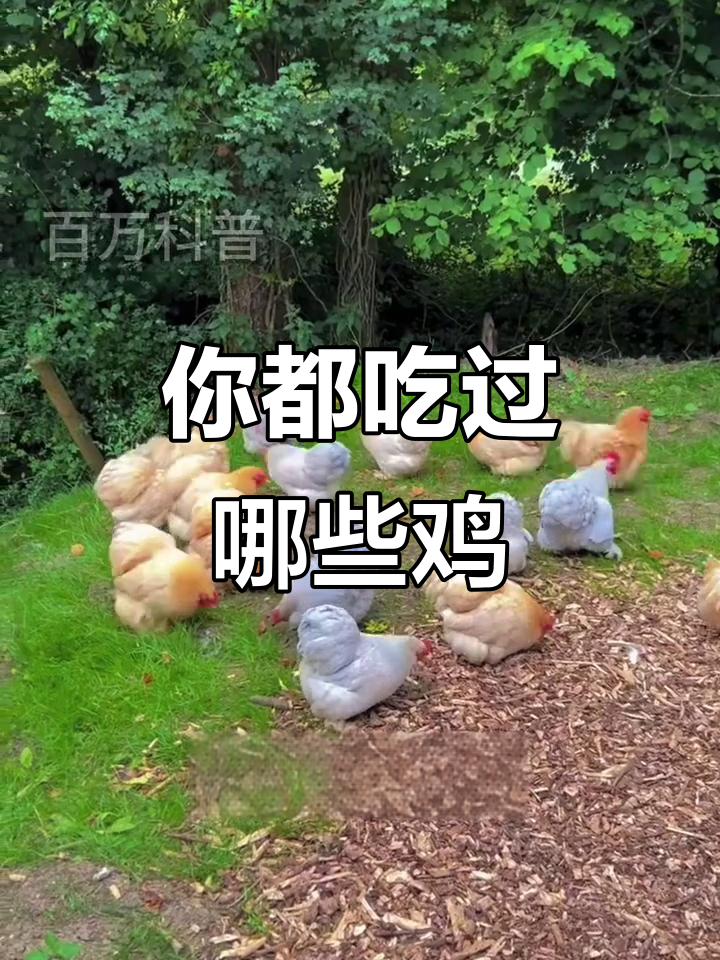 十二生肖中的鸡,你吃过几种?从咕咕鸡到火鸡全解析