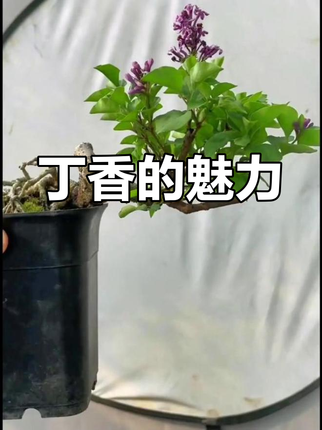 1400年古丁香,香气扑鼻盆景独特